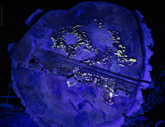 Phellinus chrysoloma