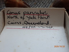 Conus biliosus parvulus