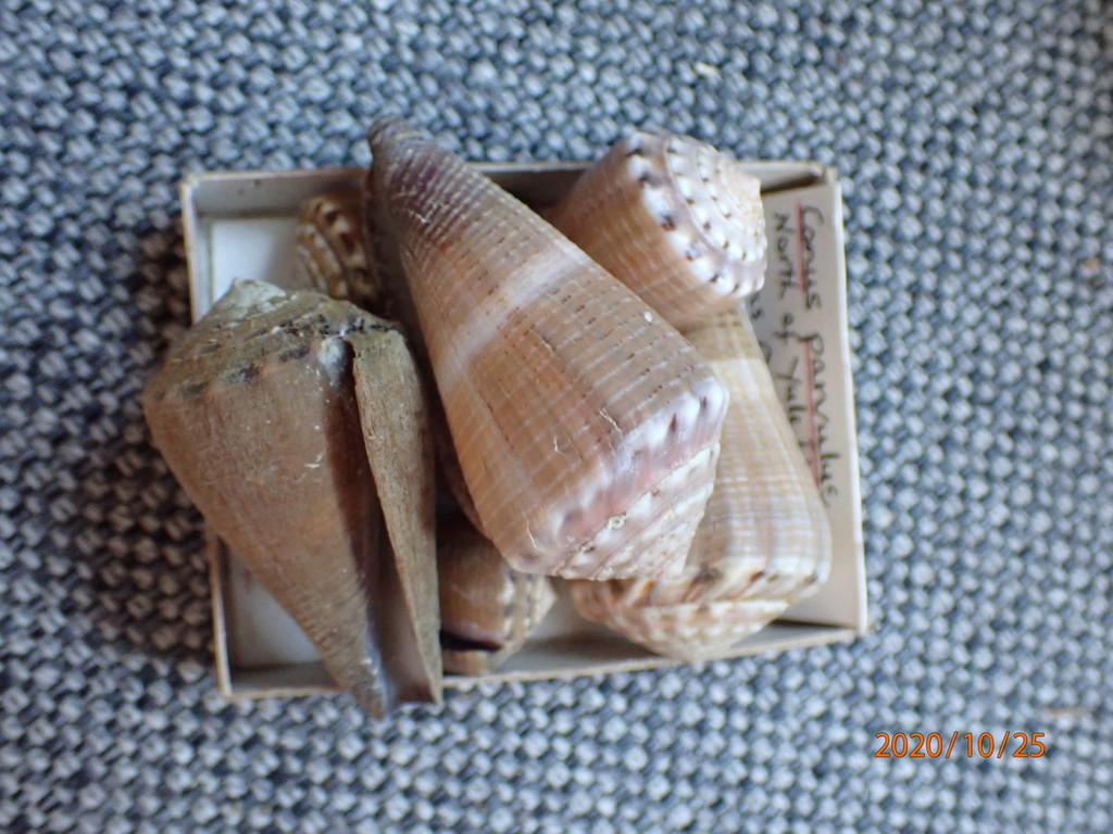 Conus biliosus