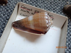 Conus biliosus parvulus
