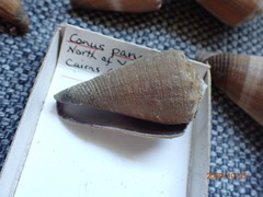 Conus biliosus parvulus