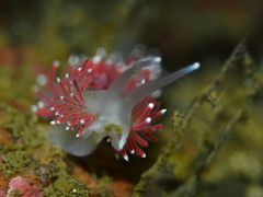 Carronella pellucida