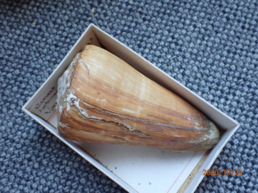 Conus distans