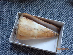 Conus distans