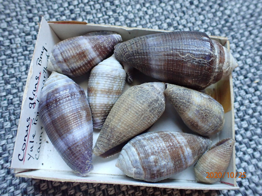 Conus glans