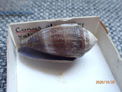 Conus glans
