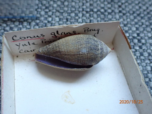 The Acorn Cone