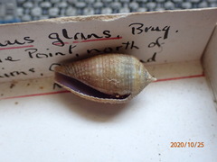 Conus glans