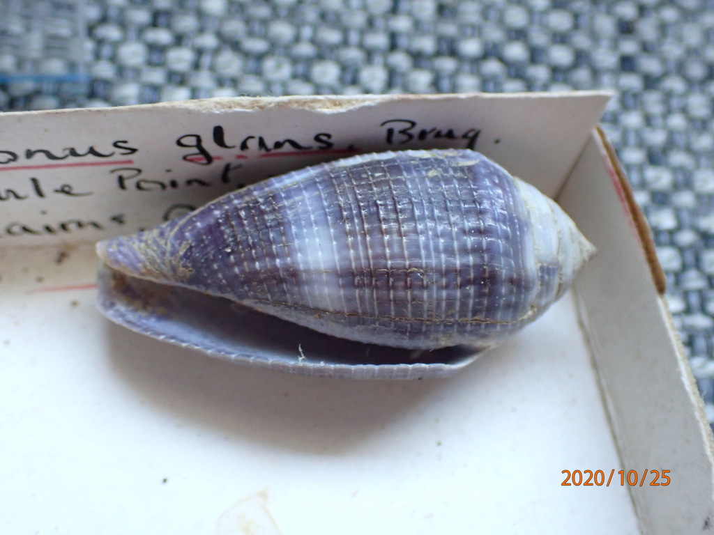 Conus glans