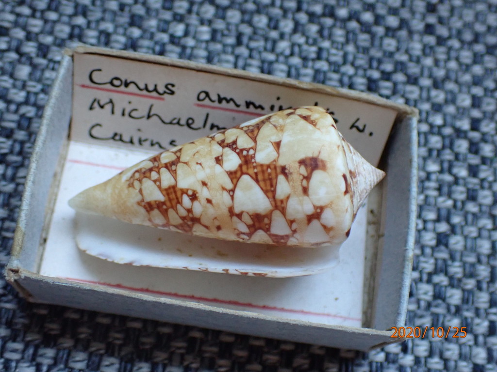 admiral cone