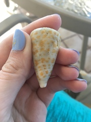 Conus spurius
