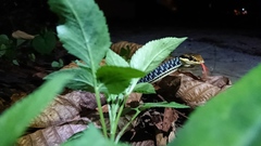 Dendrelaphis pictus
