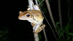 Polypedates leucomystax