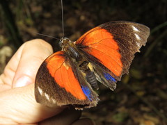 Prepona amydon amydon