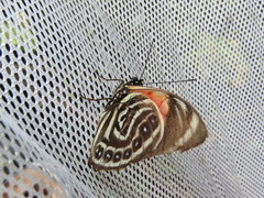 Prepona amydon amydon