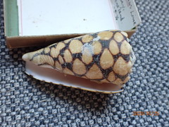 Conus marmoreus