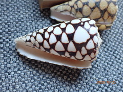 Conus marmoreus