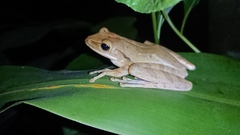 Polypedates leucomystax