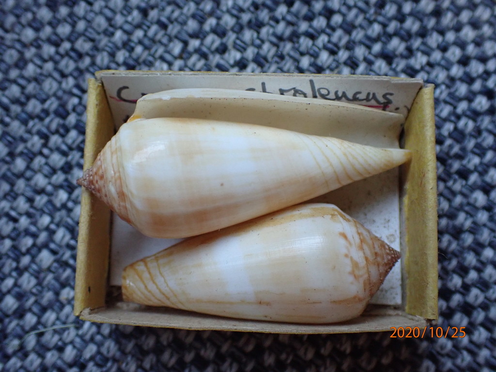Conus ochroleucus