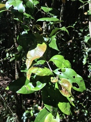 Myrceugenia planipes