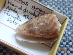 Conus arenatus