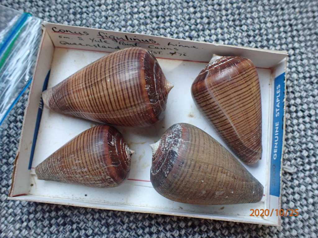 Fig cone