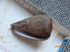 Conus figulinus
