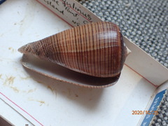 Conus figulinus