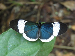Heliconius sapho sapho