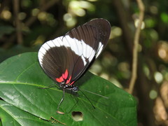 Heliconius sapho sapho