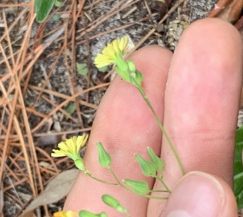 Youngia japonica image