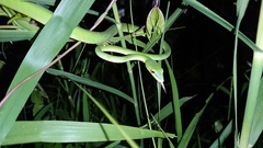 Ahaetulla mycterizans