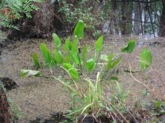 Pontederia cordata