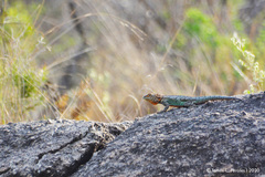 Spiny Lava Lizard photo 5