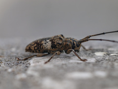 Pharsalia pulchra
