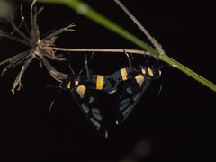 Amata sperbius