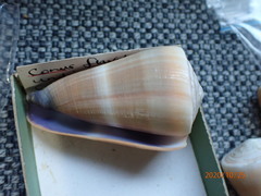 Conus flavidus