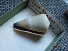 Conus flavidus