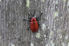 Coraliomela brunnea