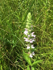 Stachys pilosa