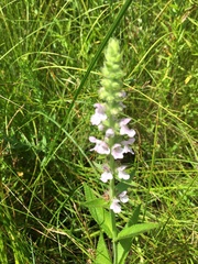 Stachys pilosa