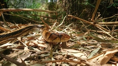 Coelognathus radiatus