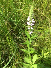 Stachys pilosa