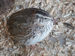Coturnix