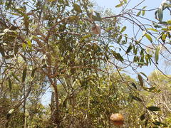 Cinnamosma fragrans image