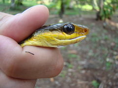 Dendrelaphis macrops