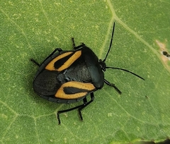 Brachystethus vexillum