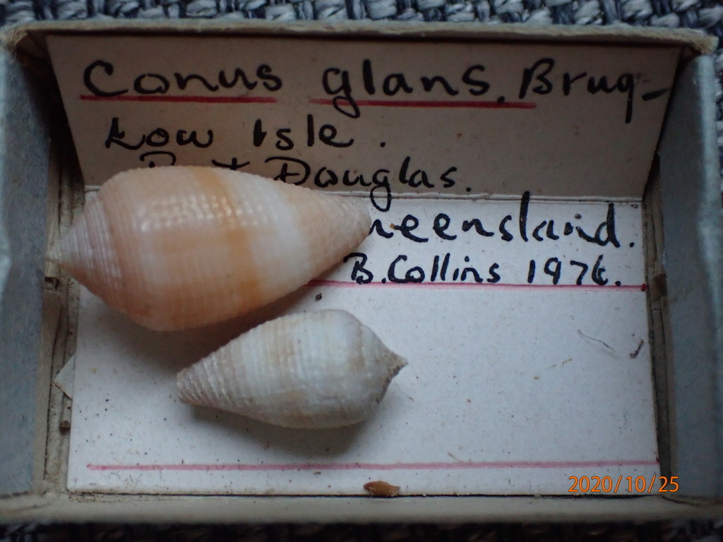 Conus glans