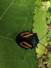 Brachystethus vexillum