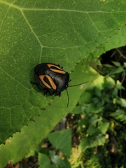 Brachystethus vexillum